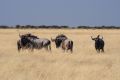 2012-07-04 Namibia 468-2 - Etoscha Nationalpark - Streifengnu